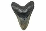 Fossil Megalodon Tooth - South Carolina #272472-1